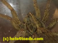 /home//u458753944/public_html/sourcegallery//Insects and small critters/spiders and kin (Arachnida)/P4140638.JPG